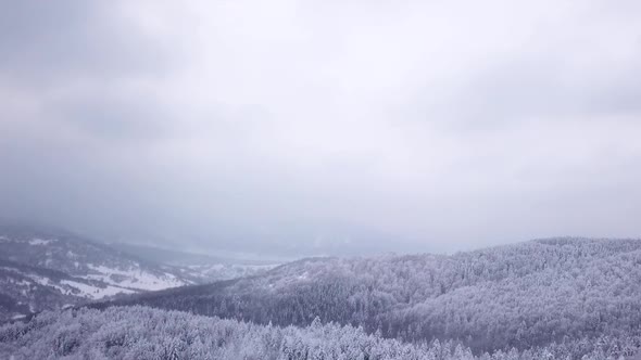 Coniferous Forest in Fog . Aerial View