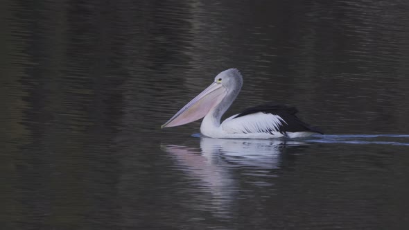 tracking shot of an australian pelican swimming downstream on the murray river