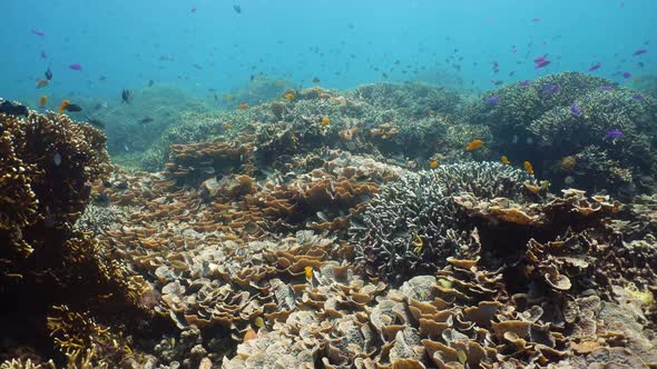 The Underwater World of a Coral Reef