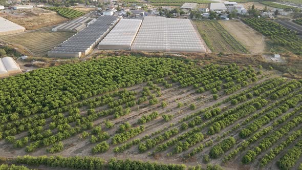 Aerial View Of Shuva Village Fruits Fields At Southern District Sdot Negev, Israel