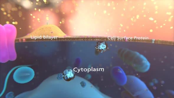 Exosomes are vesicles released by cells into the extracellular environment