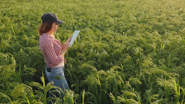 Woman Farmer with Digital Tablet in the Millet Field