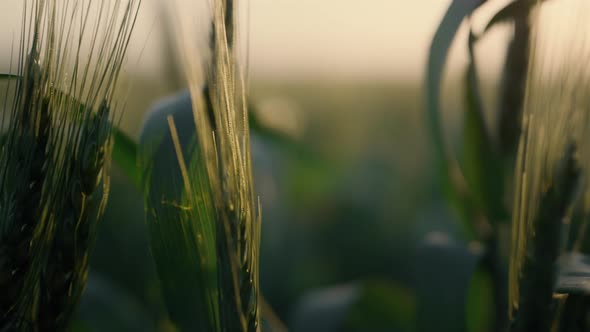 Wheat Ears Swaying Wind Closeup