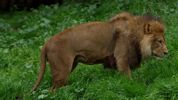 male lion walking in plush long grass side profile