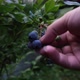 Organic Blueberries Grow in a Garden on a Summer Day - VideoHive Item for Sale