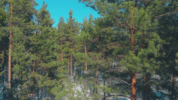 Green Dense Pine Forest with Snow Hides Grey Road Upper