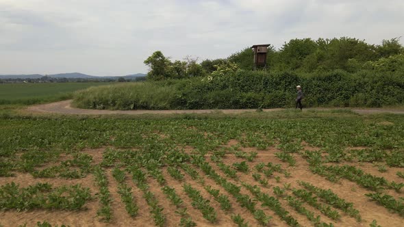 Man walking along a path behind a large vegetable field in west Germany. Parallel tracking shot