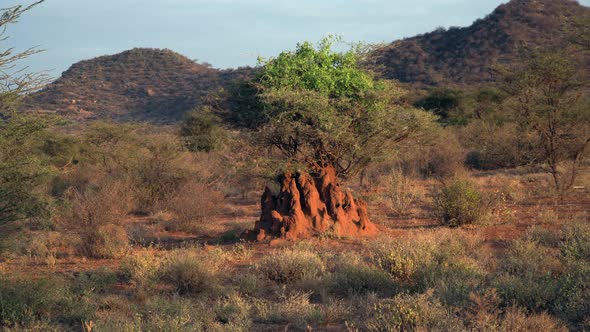 Anthill in a natural park in Kenya