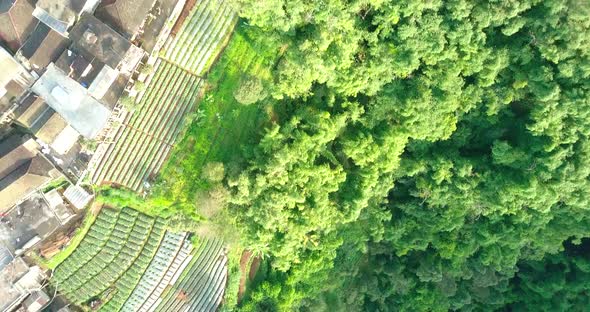 aerial drone view of dense forest with a meandering river. dense vegetation in the village of Butuh,