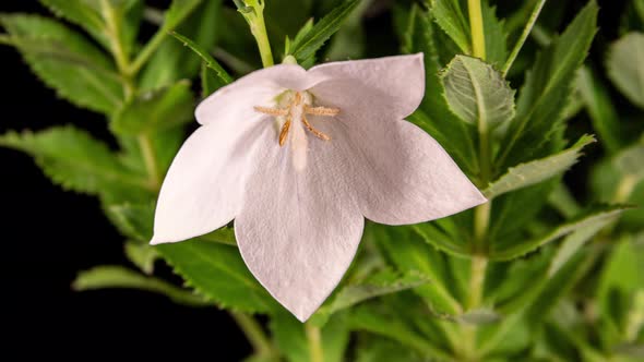 White Platycodon Flower Opening Blossom in Time Lapse on a Black Background. Campanula Bud Growing