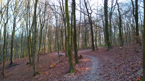 The path in the forest.