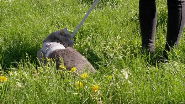 Owner Walking a Fat Gray British Cat on a Leash in the Open Air Near Home