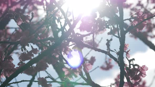 Cherry Blossom With Sunshine