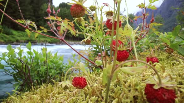 Berry of Ripe Strawberries Close Up