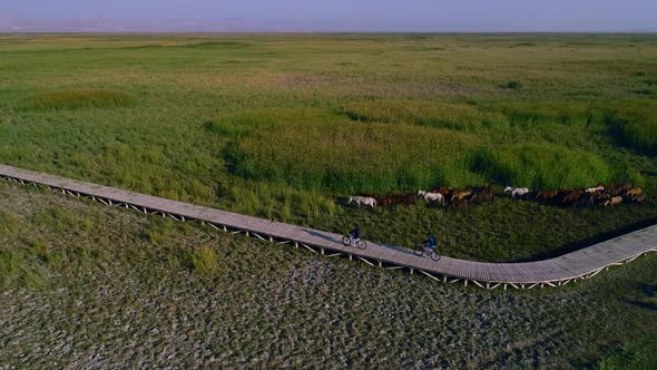 Cycling in Nature and Running Horses