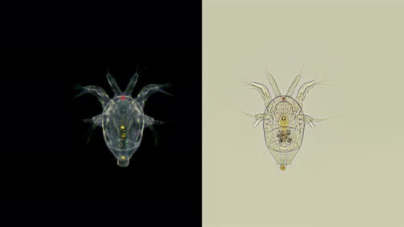 Nauplius Larva Cyclopidae Under a Microscope, Visible Internal Organs, Is a Predator, Plankton
