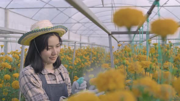 Young woman farmer working using foggy spray water to yellow flower blooming