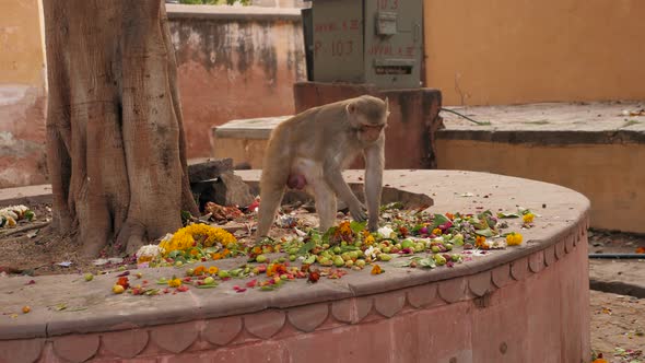 Monkey Indian Monkey Monkey Eating Garbage Indian Streets Monkeys in Indian Street
