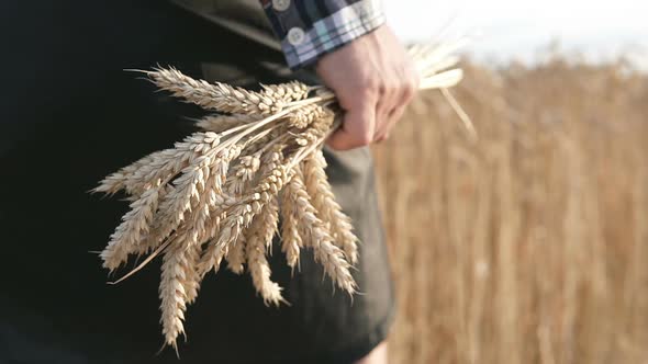 The farmer holds golden ears of wheat in his hand in a wheat field, harvest time.