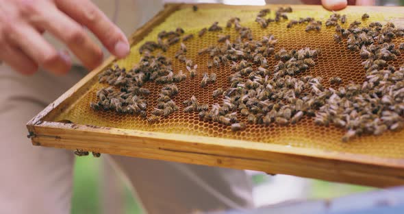 Closeup Hands of Beekeeper in White Protective Suit with Bee Hive Tools in Hand Who Inspects the