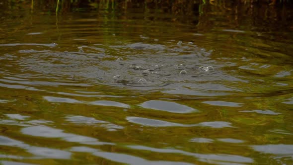 Mallard Duckling Swim and Dive