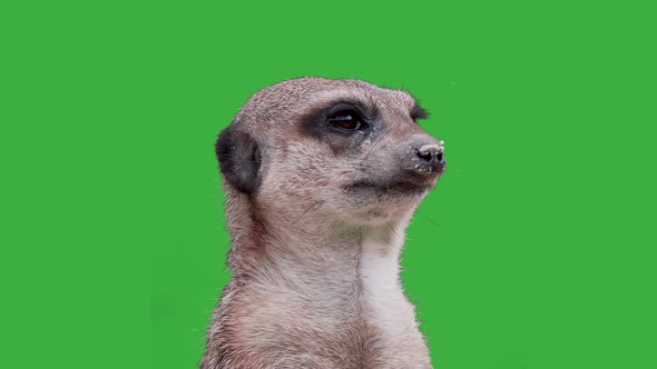 Close up portrait of sweet meerkat (Suricata Suricatta) in front of green screen