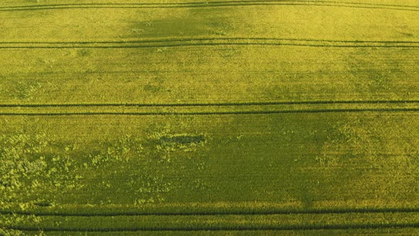 Green field of cereals growing, aerial tracking drone shot