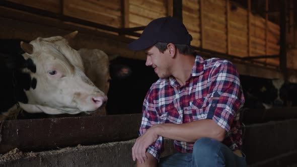 The Cow Licks the Farmer He Squints and Rejoices