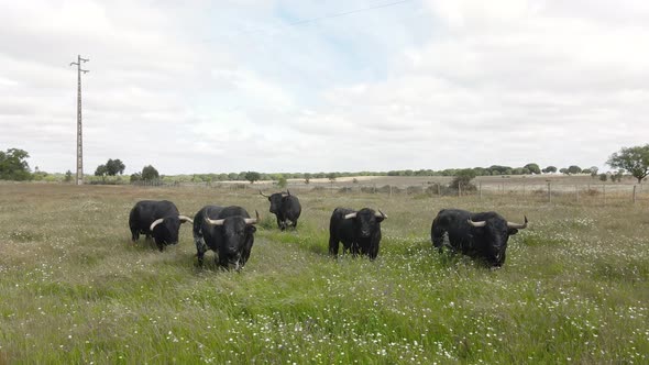 Aerial footage of a cattle of angry bulls in a green field