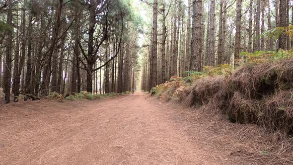 Forest wood with high trees pines background