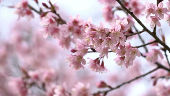 Pink Flowers