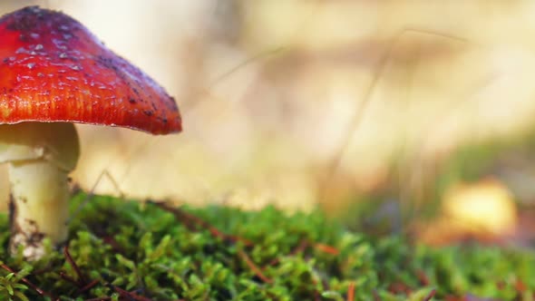 Mushroom Fly Agaric Grows Among the Grass