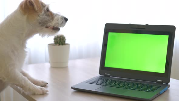 Dog breed Jack Russell Terrier is working on a table behind a laptop with a green screen