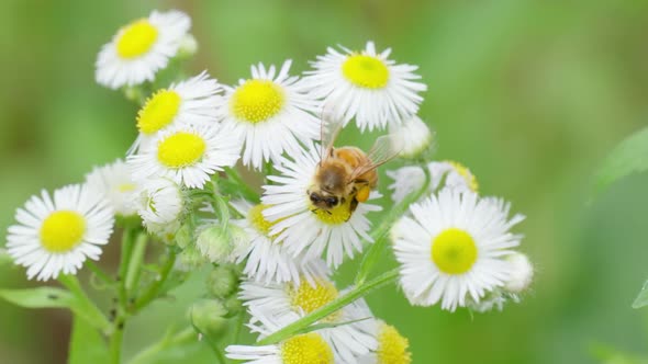 One Hard Working Honey Bee with Pollen Baskets on Legs Picks up Pollen from Chamomile Blossom