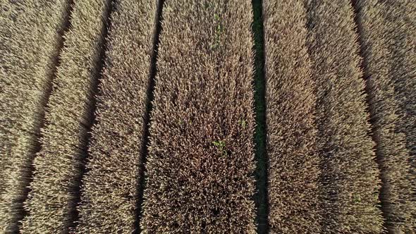 Drone Flying Over a Wheat Field