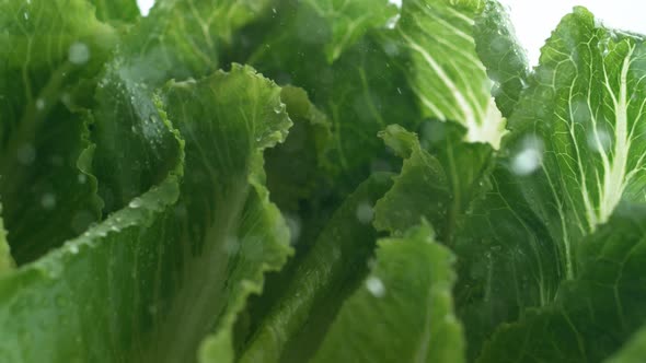 Water droplets on romani lettuce. Slow Motion.