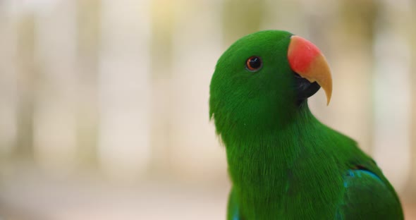 Close up of Eclectus parrot (Eclectus roratus), shallow depth of field. BMPCC 4K