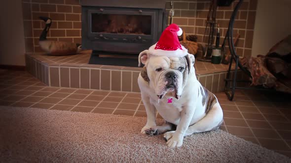 Bulldog Ready For Christmas