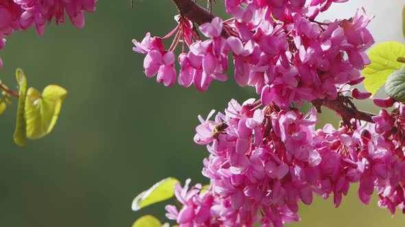 Pink Flowers On A Tree 3