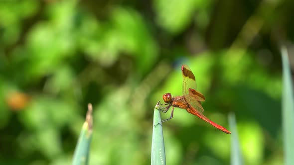 Firecracker Skimmer Red Dragonfly Landing  on Onion TIps or Plant, South Korea, Geumsan city