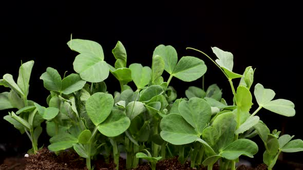 Growing Plants in Spring Time Lapse Sprouts Germination Newborn Pea Microgreen in Black Background