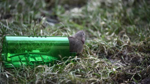 Big Gray Mouse or Small Rat Caught in Green Plastic Humane Mouse Trap Release to Fresh Grass in Park