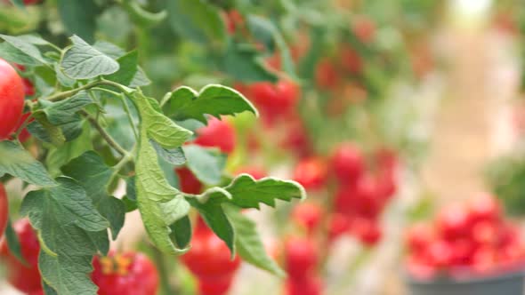 Green Vine with Red Ripe Tomatoes