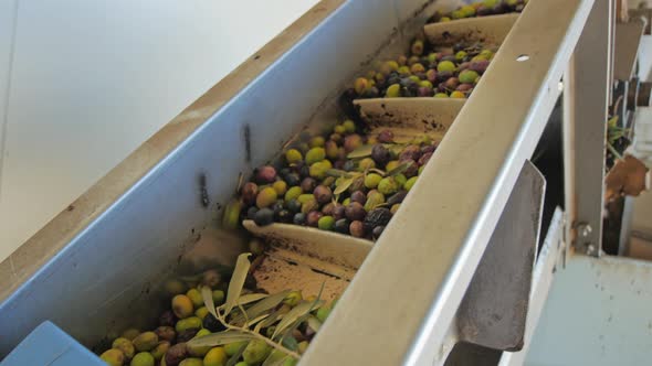 Conveyor transferring unsorted and unwashed olives for next stage on olive oil producing factory