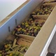 Conveyor transferring unsorted and unwashed olives for next stage on olive oil producing factory - VideoHive Item for Sale