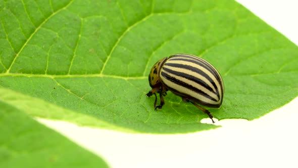 Beetle Colorado Sits on a Green Leaf on a White Background