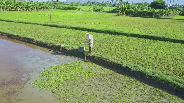 Camera Flies Above Asian Man Working with Brush on Salad Field