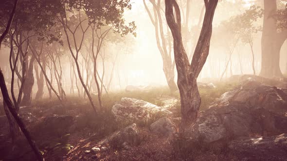 Sunrays in a Forest on a Hazy Morning alt