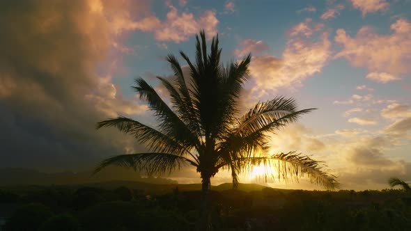 Cinematic Sunset on Hawaii Beach Under Silhouette of Palm Tree Sunrise Sky