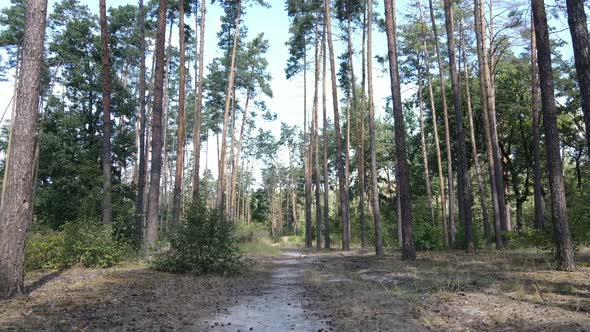 Slow Motion View of Green Forest By Day